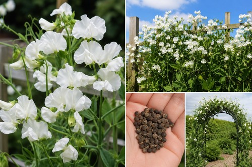 White everlasting sweet - white,