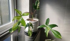 Philodendron Florida Beauty