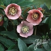 Hellebore orientalis - ,