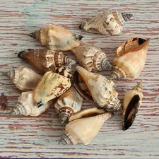 Small Conch Seashells Pk 10