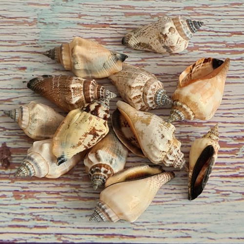 Small conch seashells 10 - seashells, pk