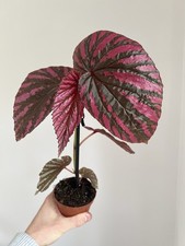 Begonia brevirimosa exotica -