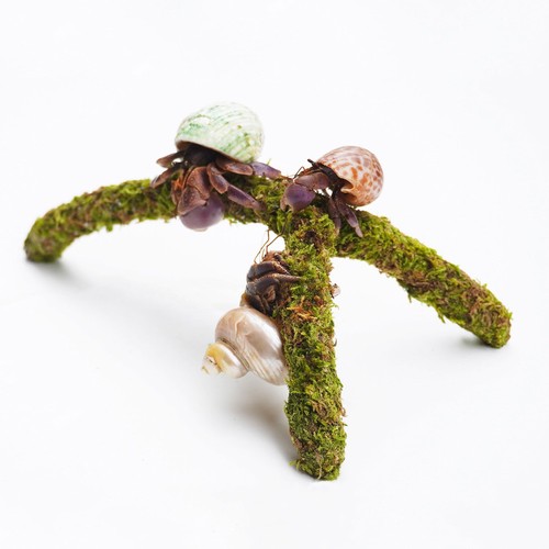 Adjustable hermit crab - hermit,