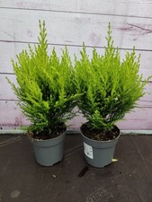 2x Cupressus Goldcrest 'Wilma'