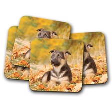 4 Set - German Shepherd Puppy