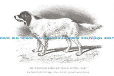 D026876 Mr. Wardlaw Reids Laverack Setter Sam. Sire Dash II Dam Moll III. Fred I