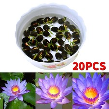 20 Seeds Lotus Mix Flower Seed