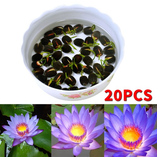Seeds lotus mix - seeds, seed