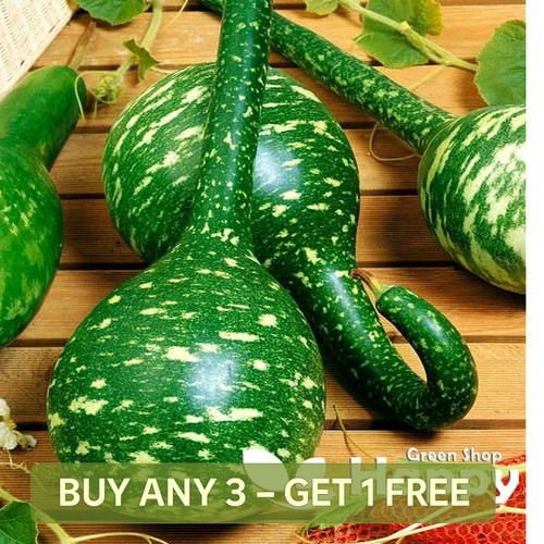 Gourd speckled swan - speckled,