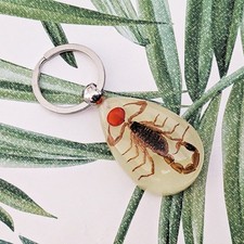 Real Scorpion Glow in the Dark