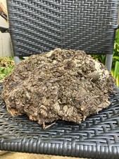 Maple Burr, Maple, burr timber