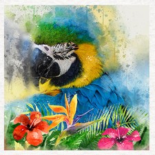 Bird-Parrot Macaw Blue