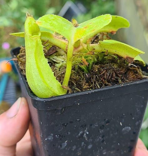Nepenthes truncata sbg - nepenthes,
