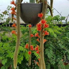 HILDEWINTERA COLADEMONONIS