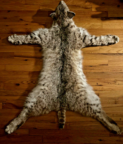 Taxidermy bobcat cat fur - bobcat, fur,