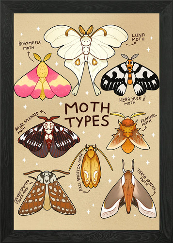 Moth types framed wall - moth,