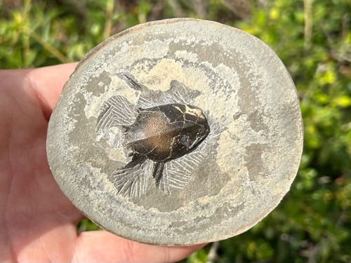 Oregon fossil crab keasey - fossil,