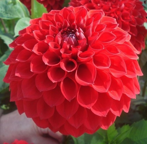 Shevel megan dahlia - megan, in