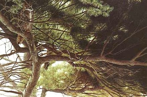 Robert bateman the pine - in,