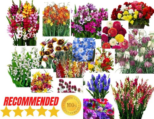 Mixed beautiful garden flowers - mixed,