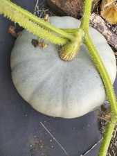 Crown Prince Winter Squash 6