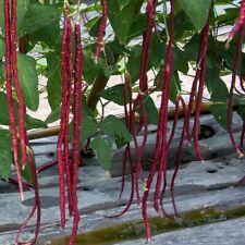 Genuine Bangladeshi Red Yard Long Bean Lubi Uri, Borboti, Red Snake Bean 15 seed