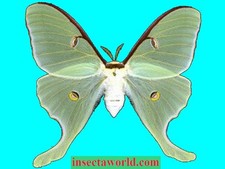 Luna moth,  Saturniidae