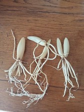 Wild Garlic Bulbs  50-pack + A