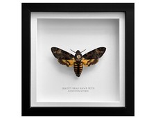 Real Death's Head Taxidermy