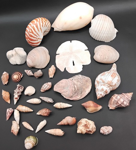 Lot seashells m - lot, of