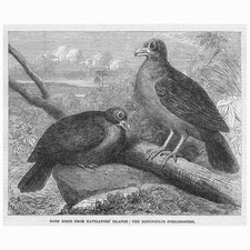 TOOTH BILLED PIGEONS from
