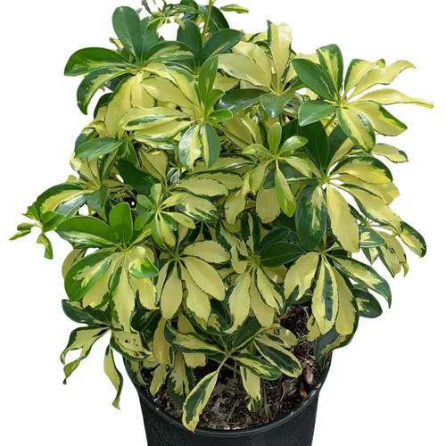 Gal trinette schefflera - 3,