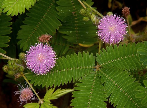 Sensative plant mimosa pudica - sensative,