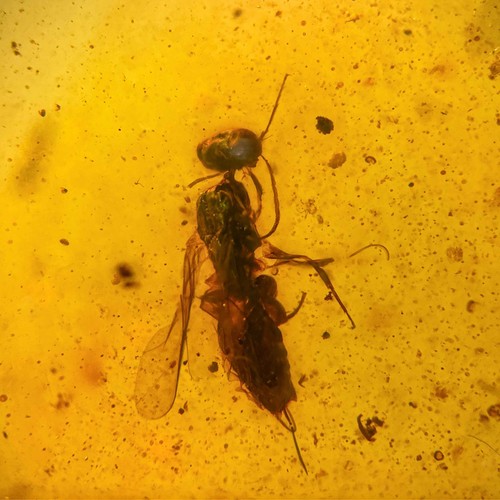 Wasp burmese burmite - wasp, /