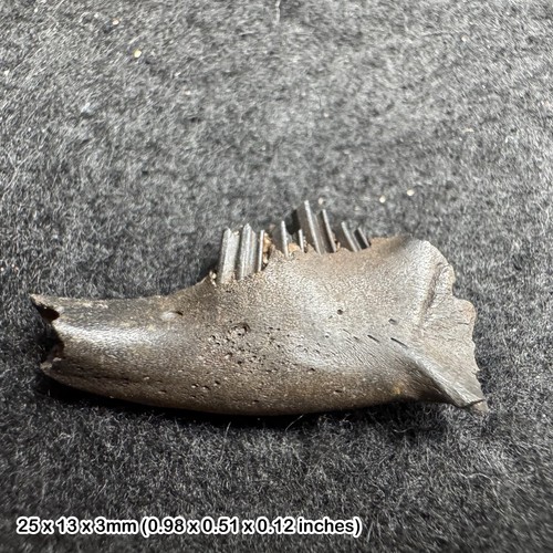 Rabbit jaw fossil with teeth