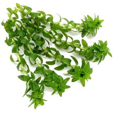 Tonina fluviatilis (5x) Live Aquarium Plants Tropical Aquascaping Fish K2AQUA