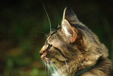 Vintage SIGMA AF ZOOM 1:3.8 75-200mm MULTI-COATED Nikon AF Mount Lens with Caps