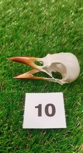 British magpie skull - magpie, 10