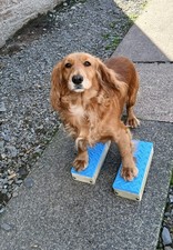 Dog Training Stacking Blocks: Set of 2 or 4: Dog Agility, Show Conformation
