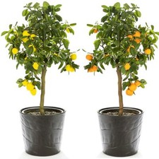 Citrus Fruit Tree Duo Houseplants Orange Lemon Plants Edible Patio 2x 9cm Pots