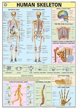 Teachingnest and Human