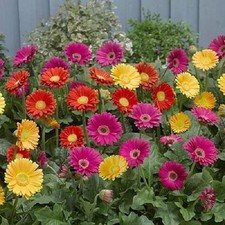 Hardy Gerbera 'Garvinea' Sweet