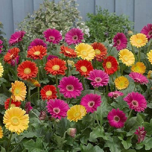 Hardy gerbera garvinea sweet - hardy,
