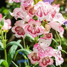 Penstemon strawberries - penstemon, &