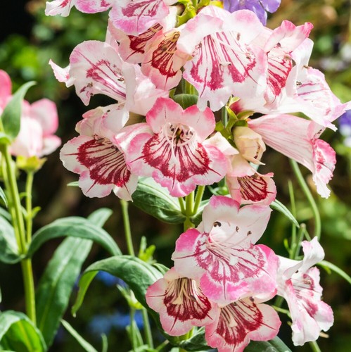 Penstemon strawberries - penstemon, &