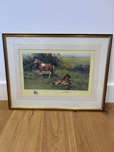 David shepherd shelties - shepherd, /