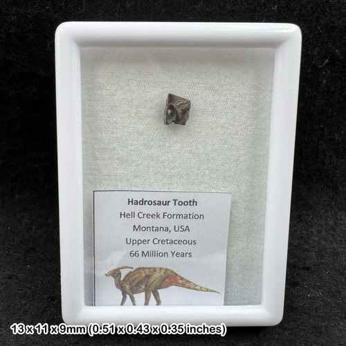 Edmontosaurus tooth fossil - , –