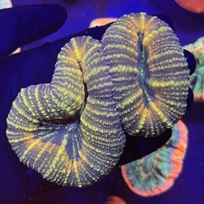 Orange Lobophyllia Easy To