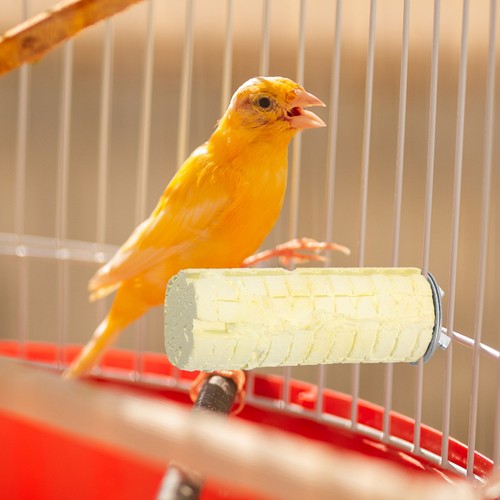 Bird rest stand standing pole - ,