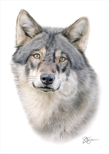 Grey wolf colour pencil - colour,